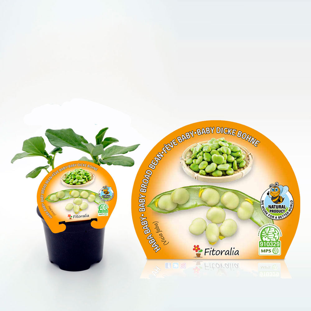 Plantón Habita Baby En Maceta 10,5 Cm. Natural - Fitoralia