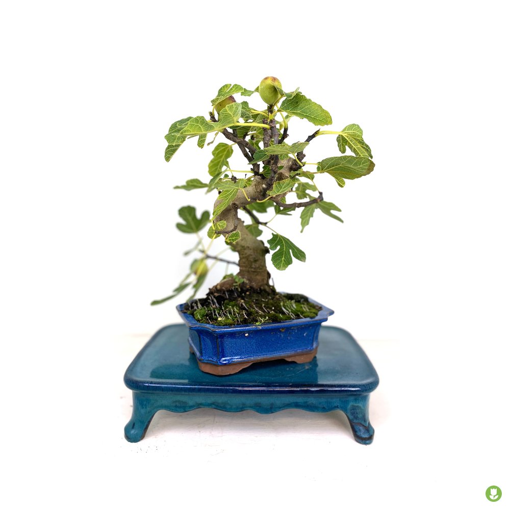 Bonsai Higuera 7 Años_0