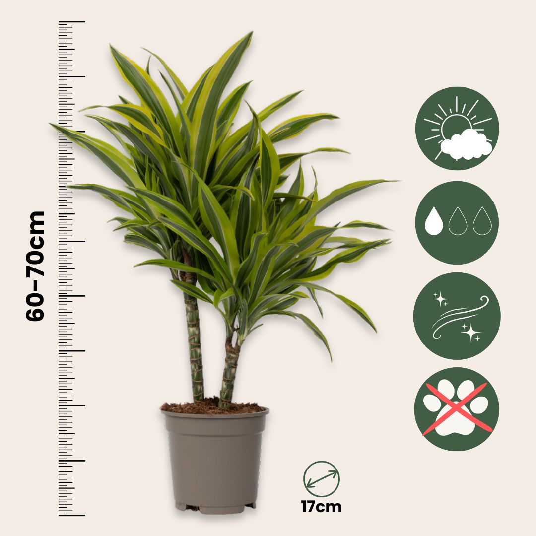 Drácena - 2 Pzs - Dracaena Deremensis 'lemon Lime' - Altura 60-70cm - ⌀17cm