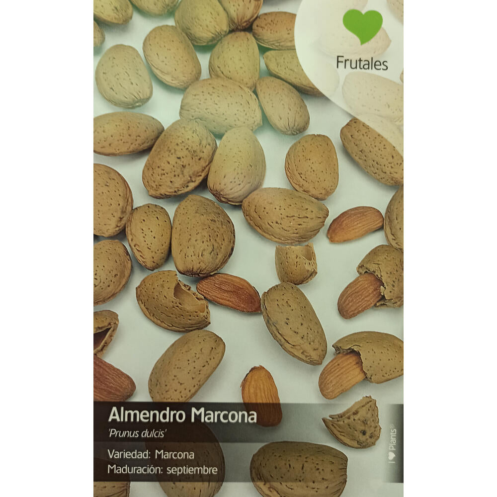 Almendro Marcona M25 130cm