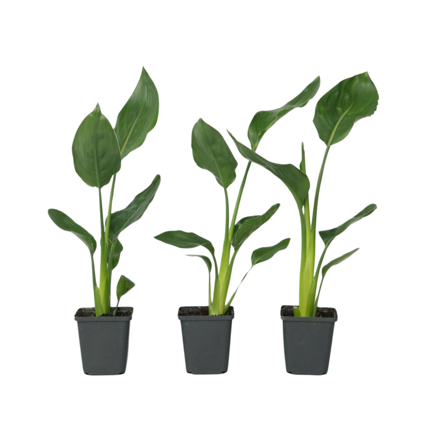 Flor Ave Del Paraíso - 3 Pzs - Strelitzia Reginea - Altura 25-40cm - ⌀9cm