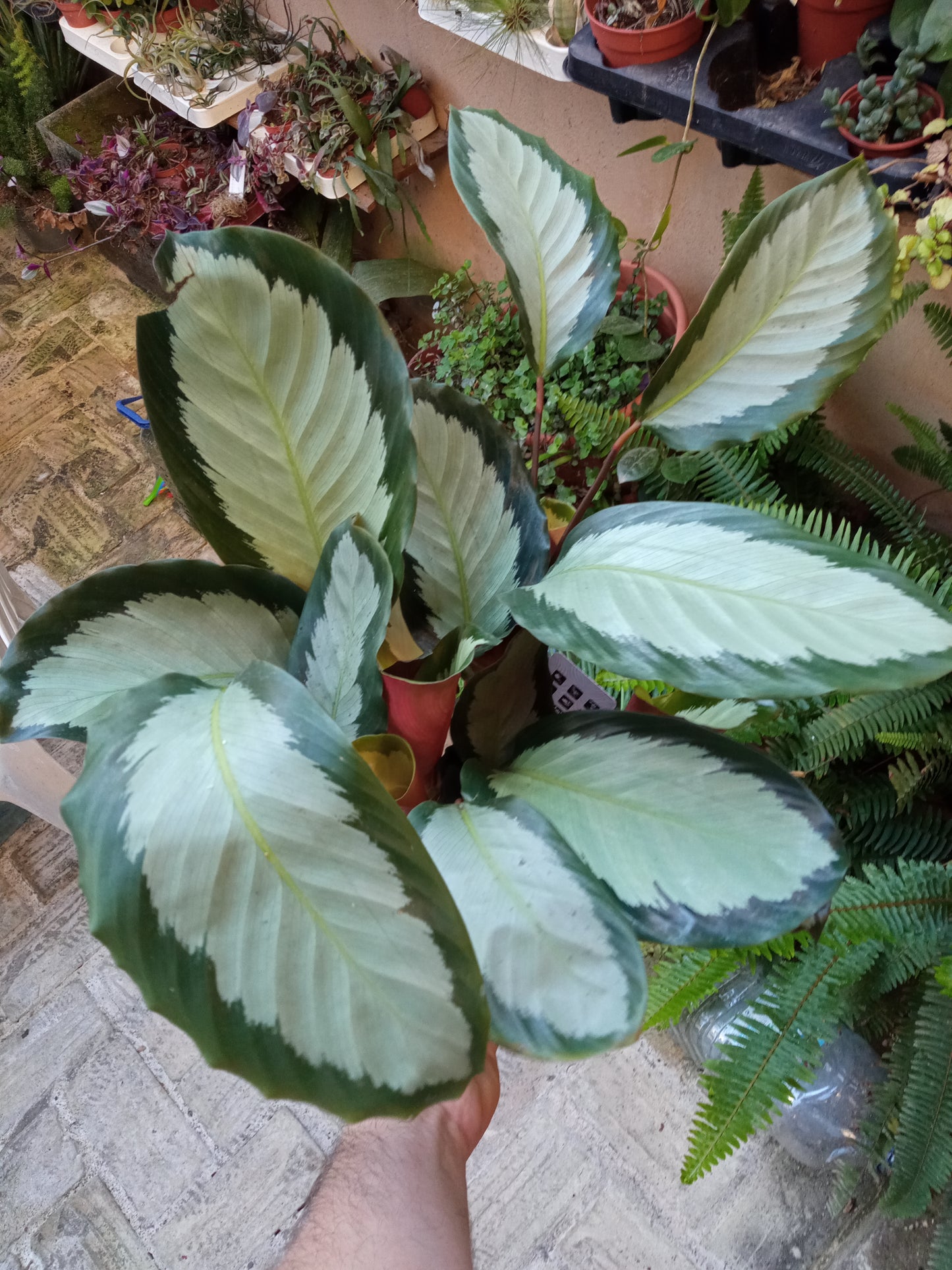 Calathea Argentea  Planta De Interior Ø12 Alt 30-40 Cm
