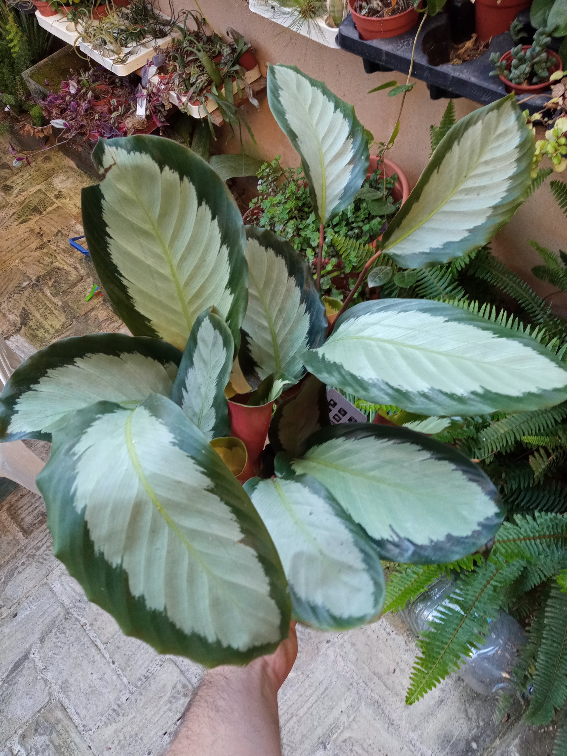 Calathea Argentea  Planta De Interior Ø12 Alt 30-40 Cm