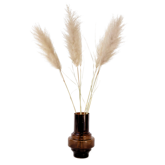 Flores Secas - 5 Pzs - Cortaderia Plum
