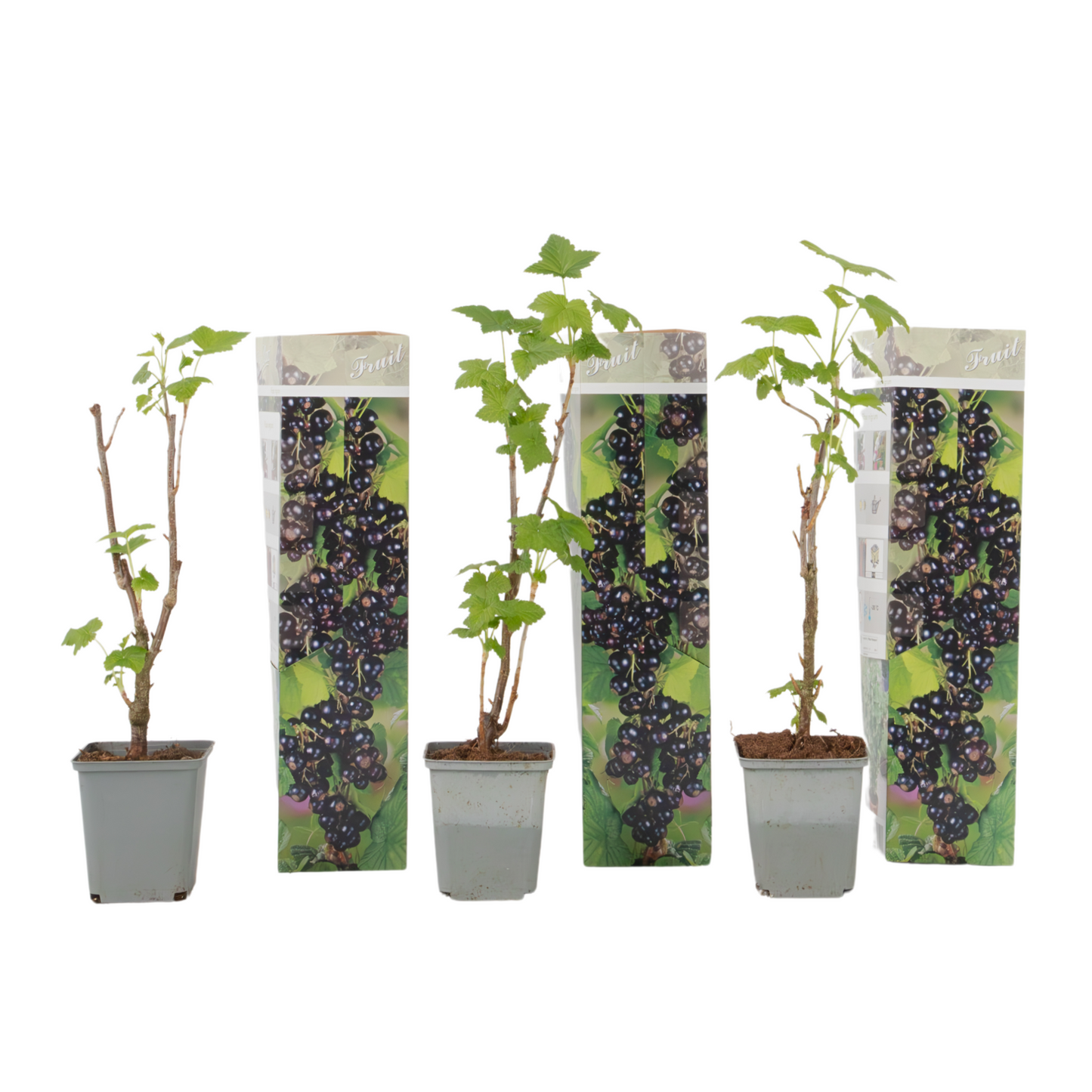 Grosello Negro - 3 Piezas - Ribes Nigrum - Altura 25-40cm - ⌀9cm