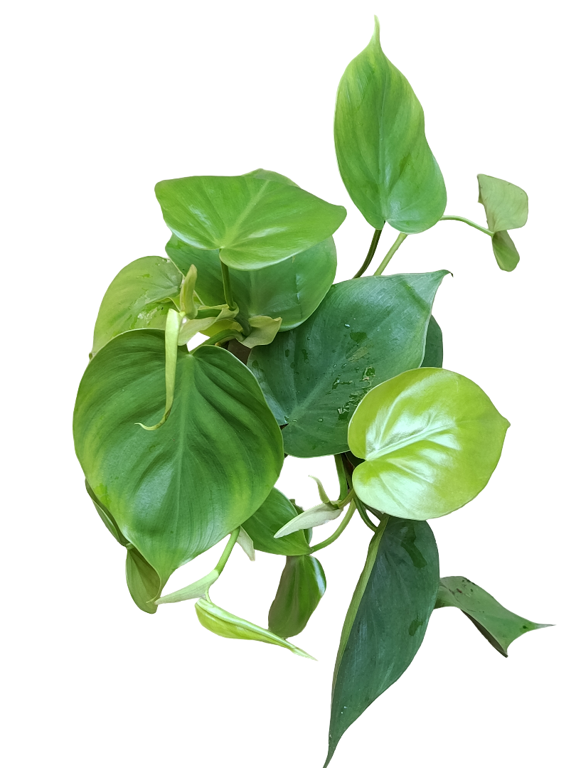 Philodendron Scandens Verde Ø12 Planta De Interior Colgante Poto_0