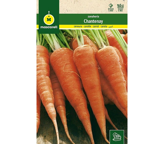 Semillas Zanahoria Royal Chantenay