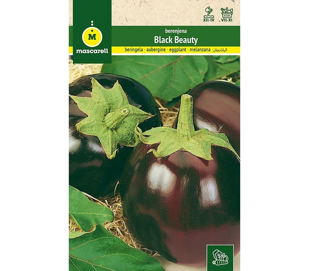 Semillas Berenjena Black Beauty