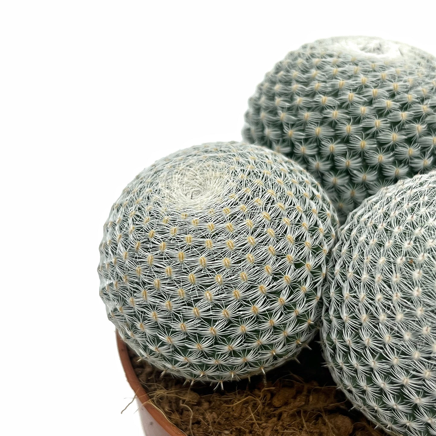 Mammillaria Haageana Subs. Elegans Cactus Y Suculentas M8,5 Ø