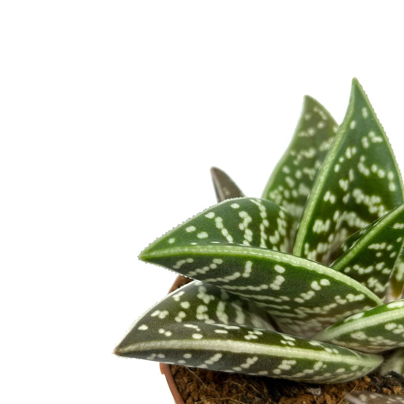 Aloe Variegata Cactus Y Suculentas