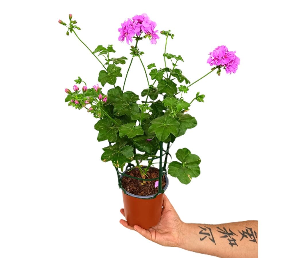 Gitanilla Murciana Rejilla M13 (pelargonium Peltatum)