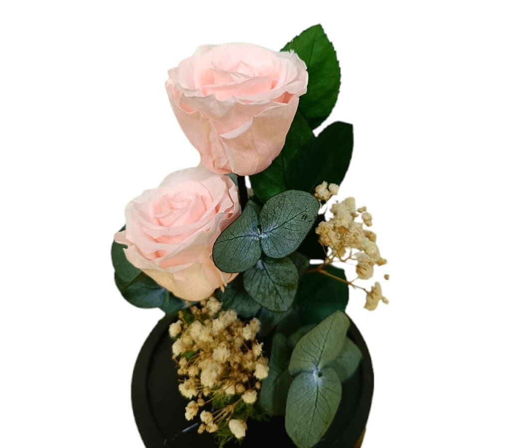 Mundo Eterno 2 Rosa En Cúpula Rosa Claro 12x20cm