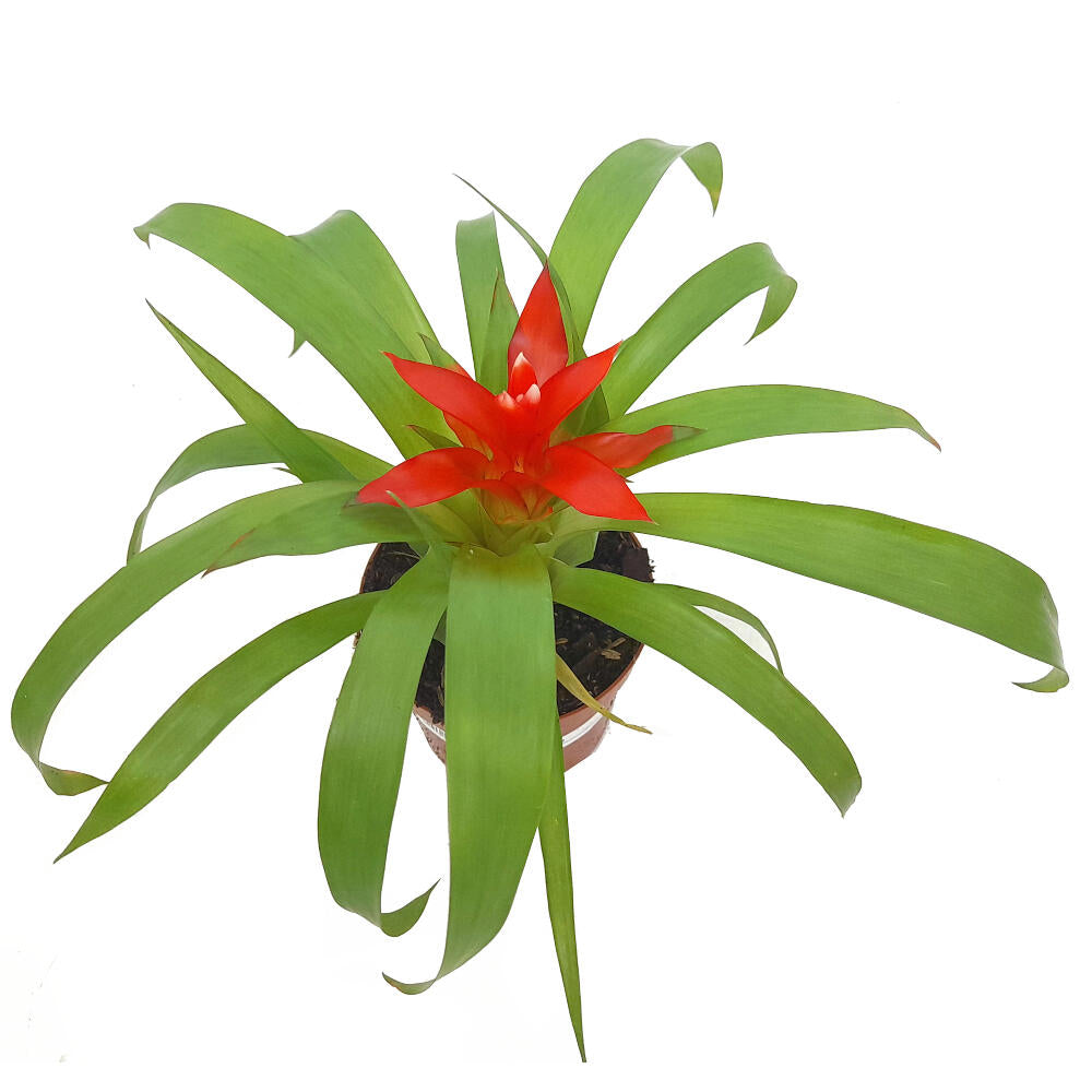 Guzmania Variada M9 20cm