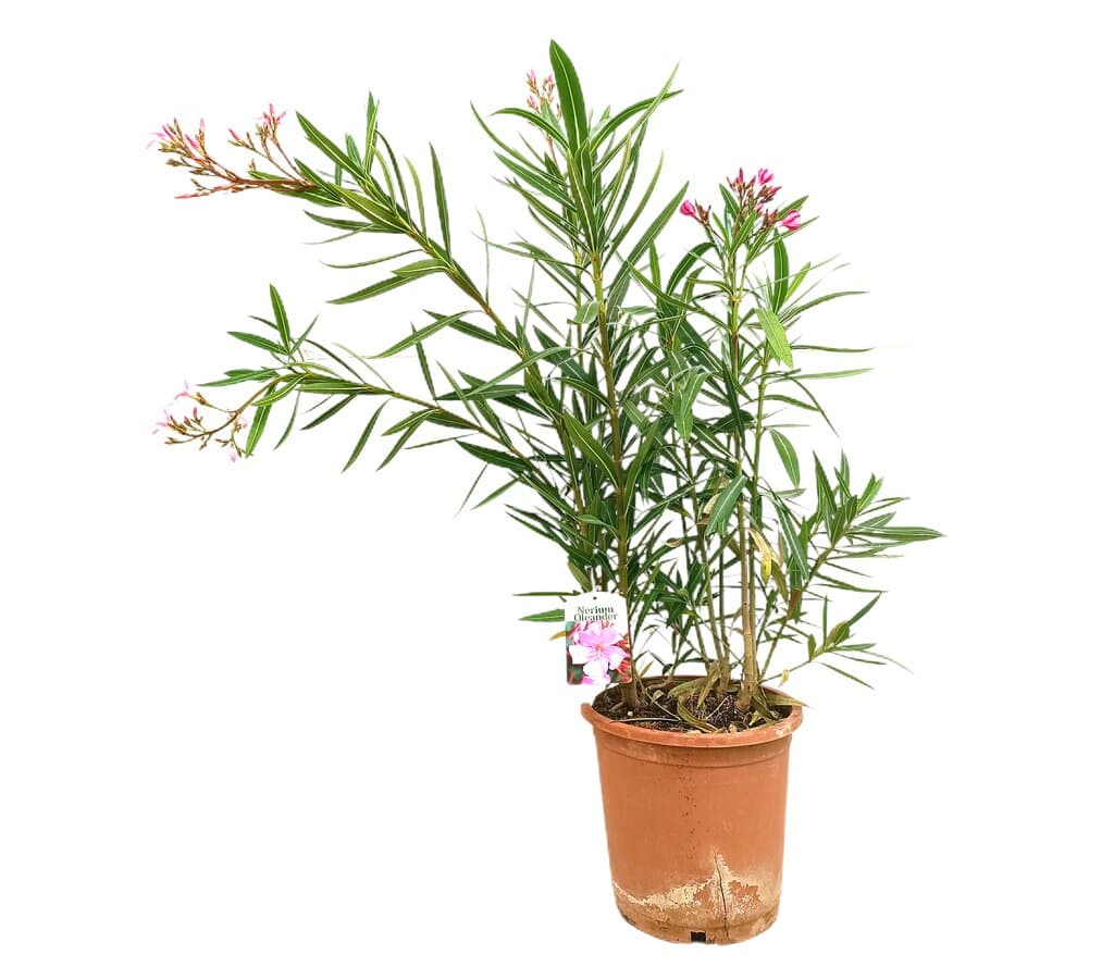 Adelfa Rosa M25 60-80cm (valadre O Nerium Oleander)_0