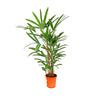 Raphis Excelsa En Grupo M24 150cm