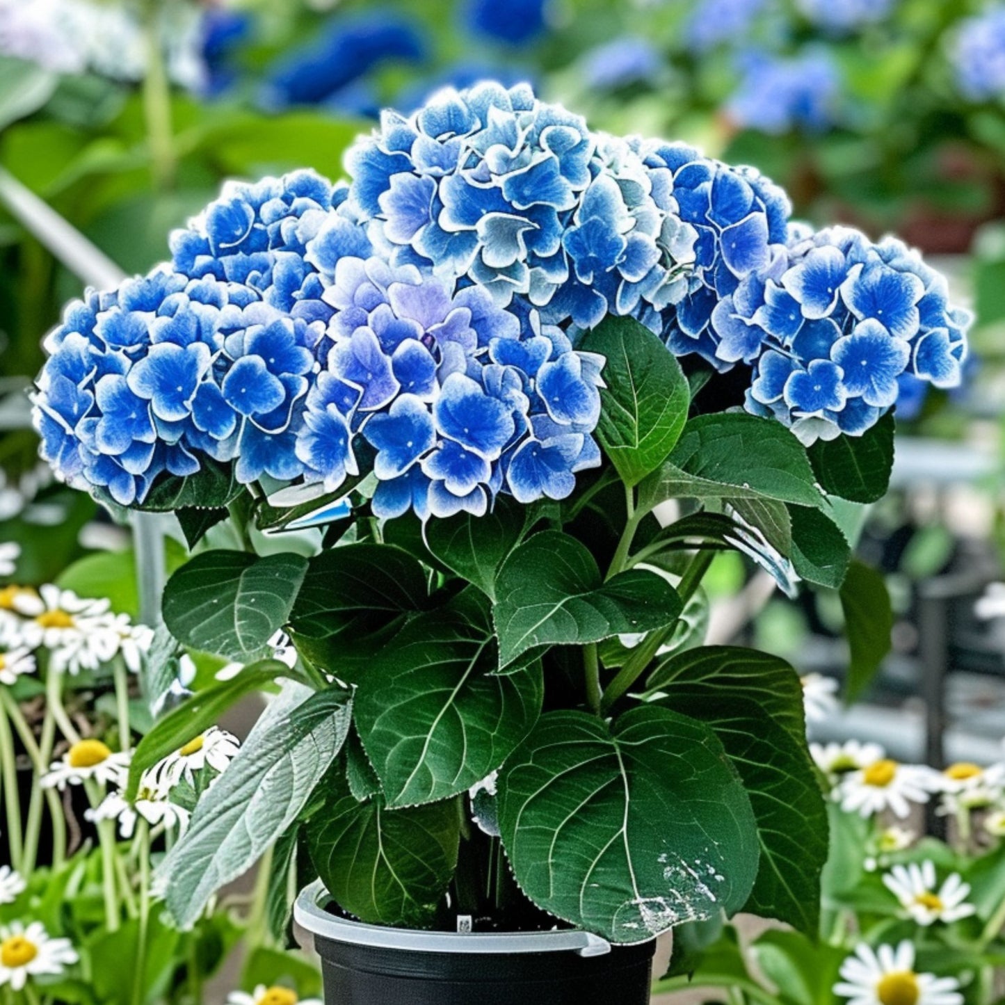 Hortensia - 6 Pzs - Hydrangea Macrophylla 'bavaria' - Altura 25-40cm - ⌀9cm