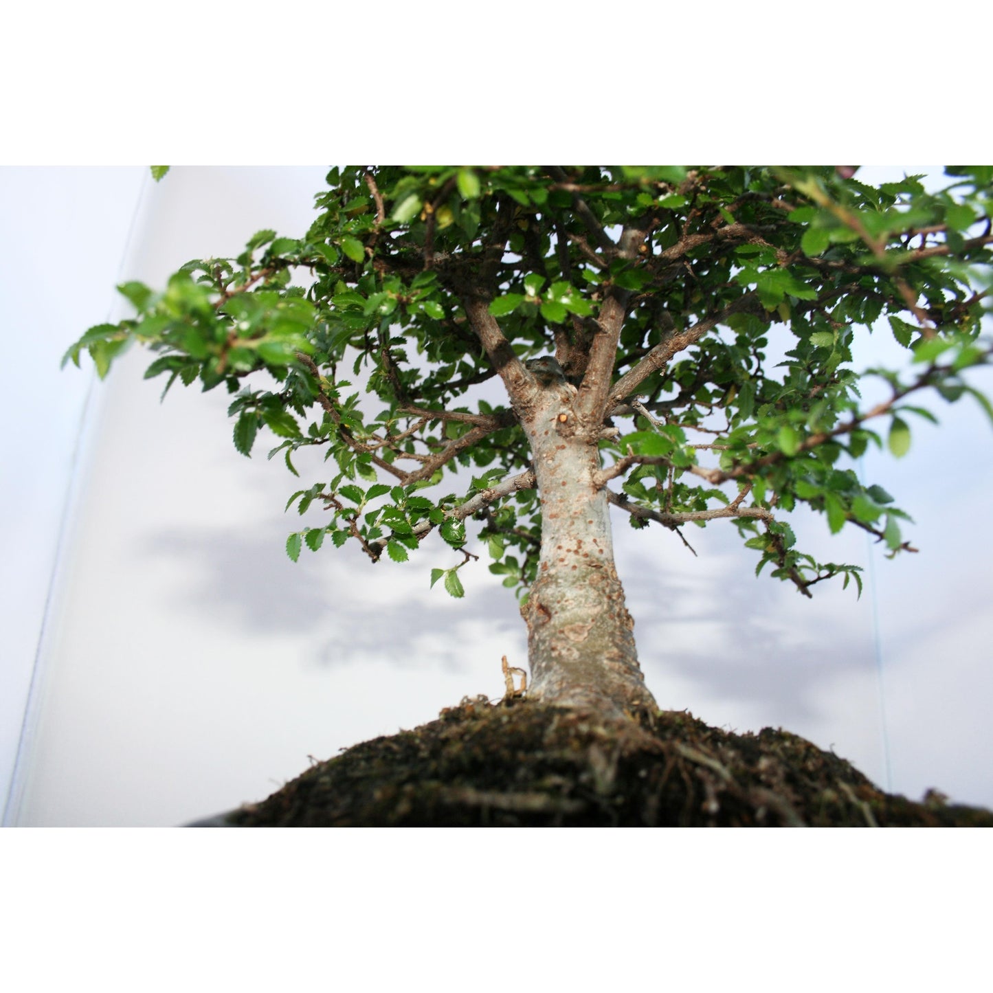 Bonsái Zelkova parvifolia 5 años - OLMO CHINO