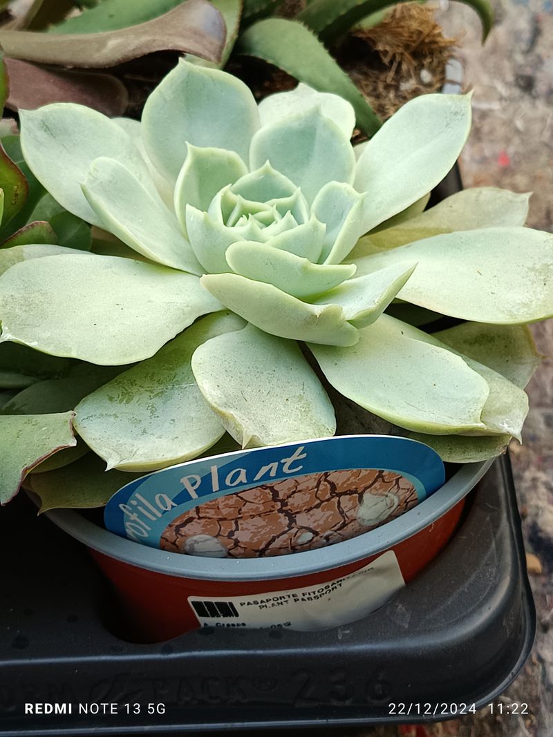 Cactus Y Suculenta Planta Grande Ø13 ☼ Ref010