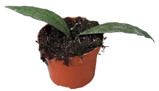 Hoya Clemensiorum Sumatra Planta Suculenta Colgante Flor De Cera Ø10