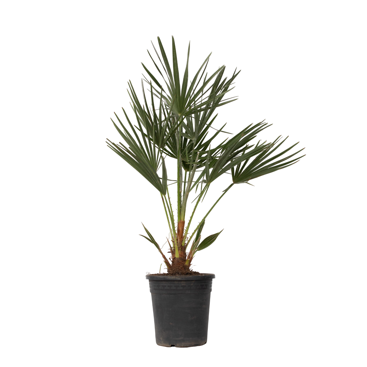 Palmito - Chamaerops Humilis - Altura 70-80cm - ⌀21cm