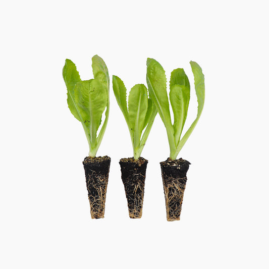 Plantón Achicoria - Plantabo.