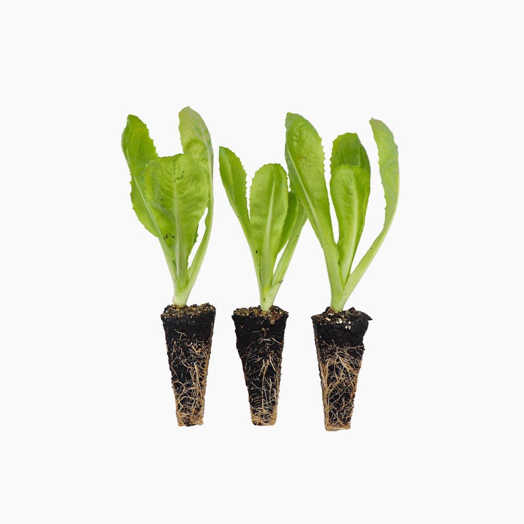 Plantón Achicoria - Plantabo.