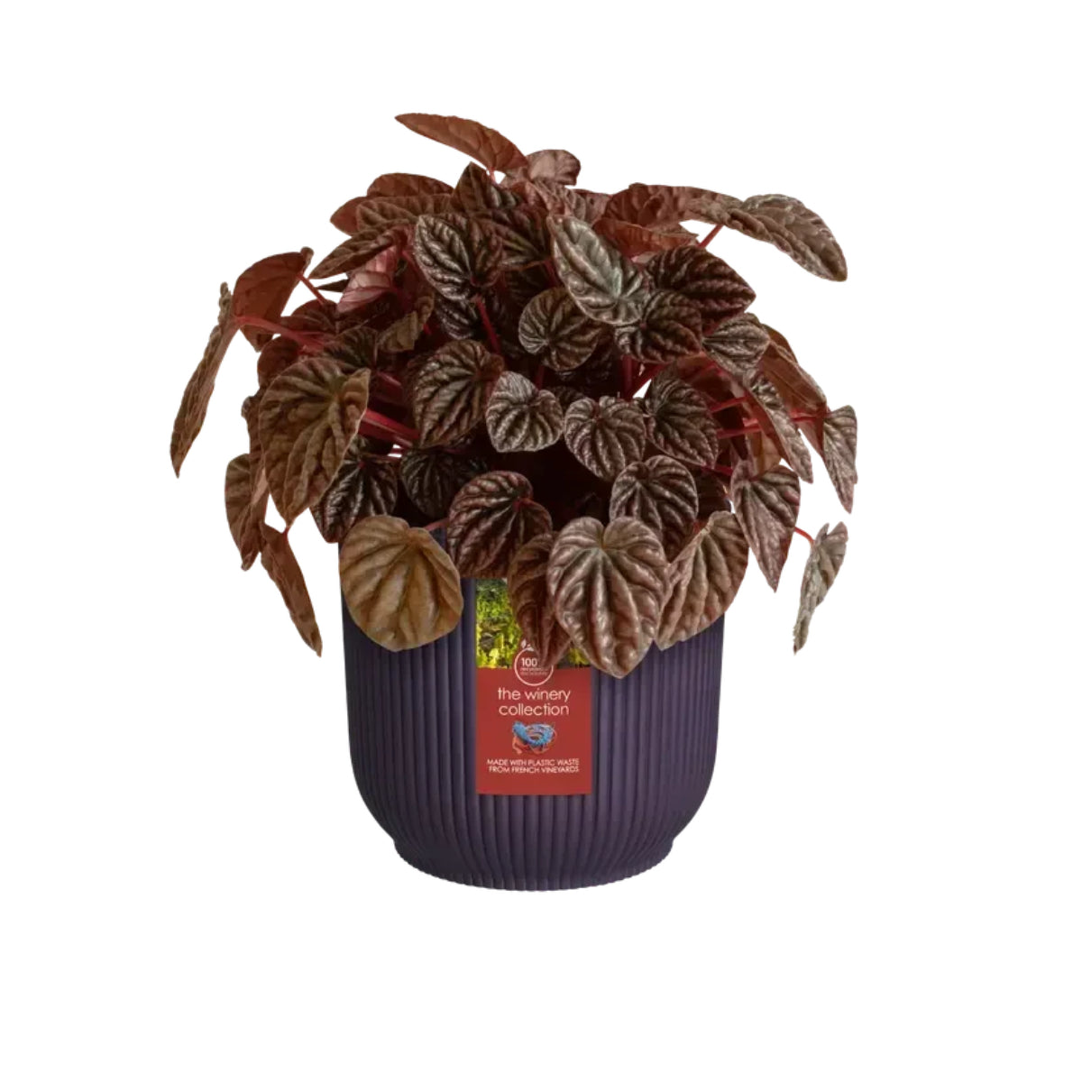 Macetero reciclado Winery morado Elho 16 cm
