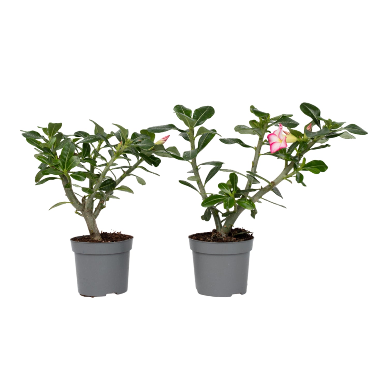 Rosa Del Desierto - 2 Pzs - Adenium Obesum - Altura 30-45cm - ⌀13cm