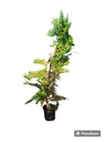 Thuja Maceta