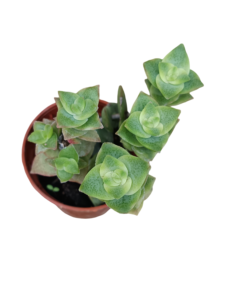 Crassula variegata planta suculenta colgante MINI Ø5