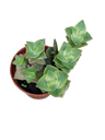 Crassula variegata planta suculenta colgante MINI Ø5