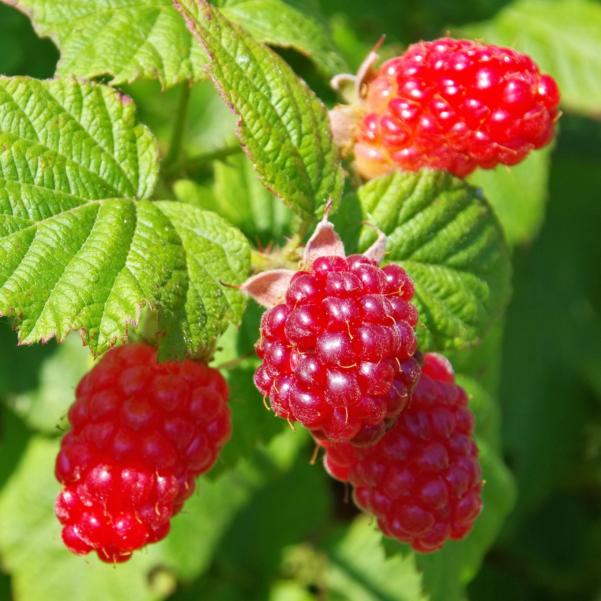 Planta De Zarzamora - 3 Pzs - Rubus 'tayberry' - Altura 25-40cm - ⌀9cm