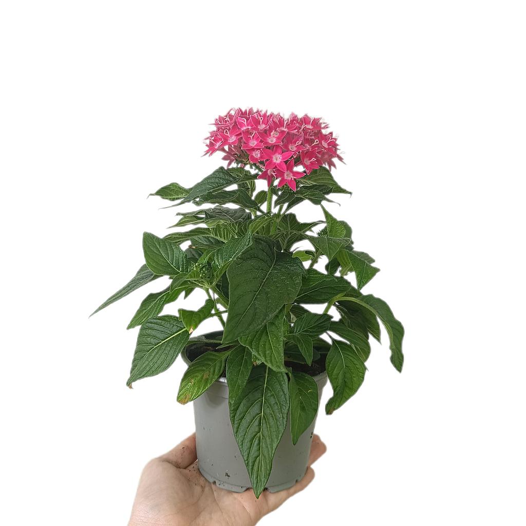 Pentas Lanceolata M12_0