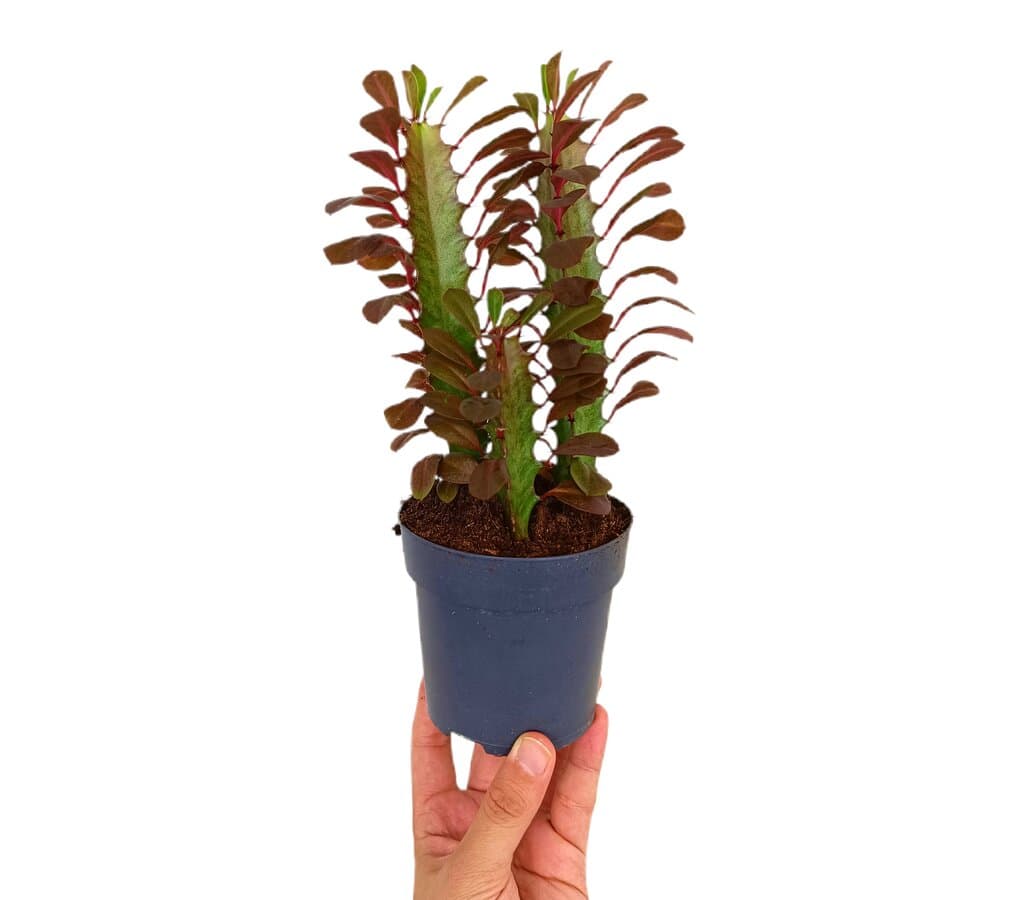 Euphorbia Trigona M10