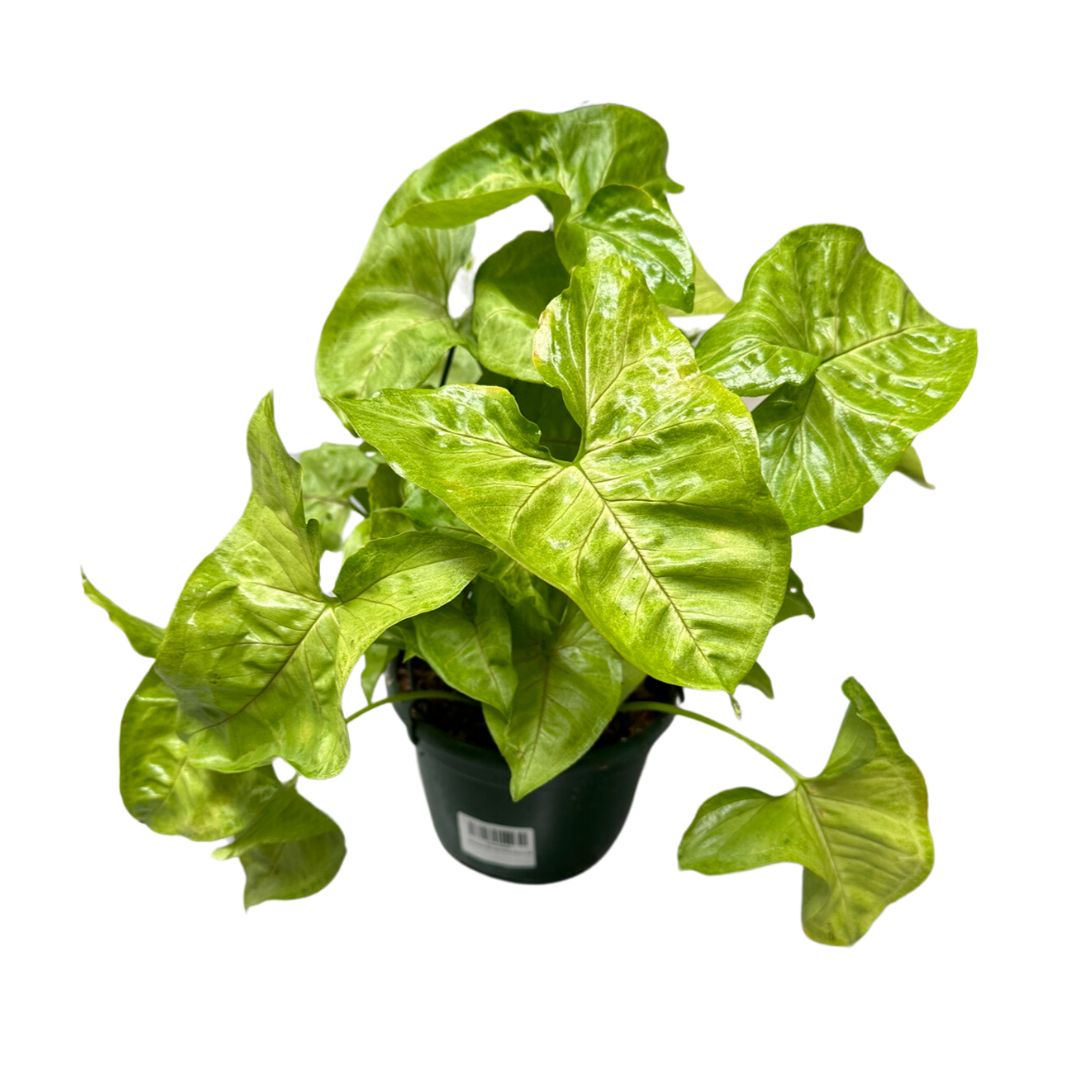 Syngonium Planta De Interior (syngonium Podophyllum)