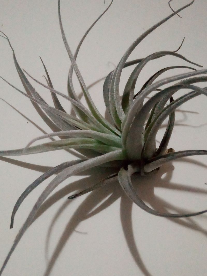 Tillandsia Leonamiana Clavel Del Aire Tillandsias