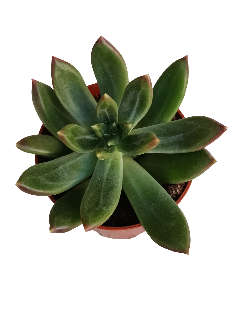 Pachyphitum compactum planta suculenta Ø5