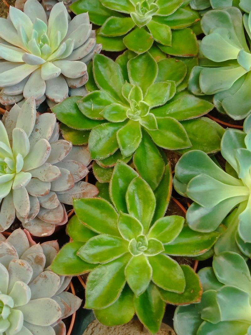 Echeveria Gigant Mexican Planta Suculenta_0