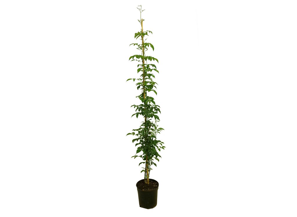 Bignonia Jasminoides M20 150cm_0