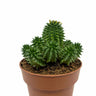 Euphorbia Suzannae Cactus Y Suculentas