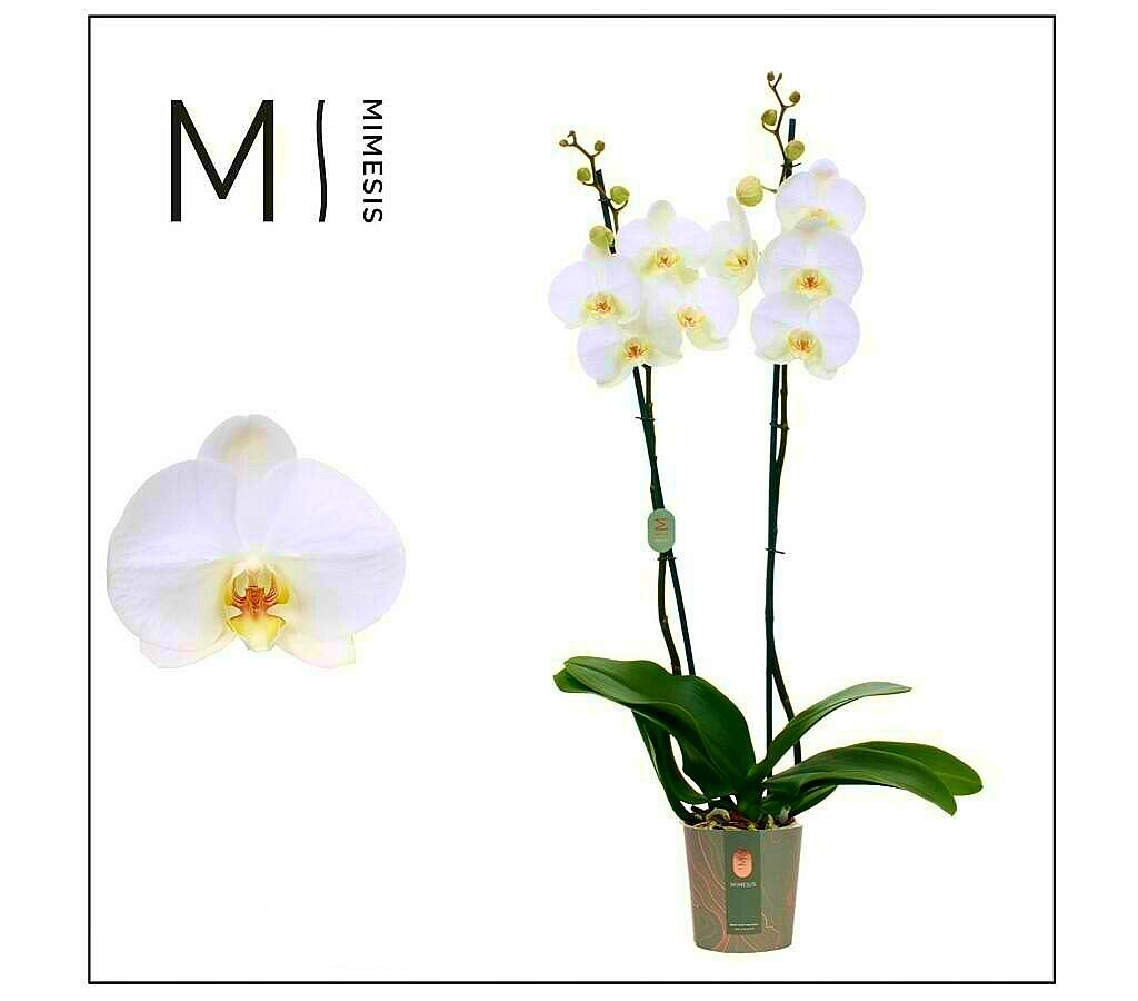 Phalaenopsis Blanca M12 70cm_0