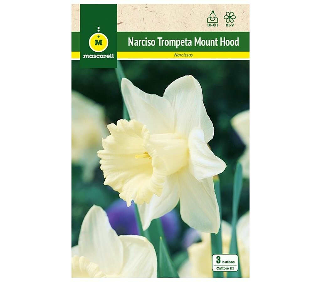 Bulbo Narciso Trompeta Mount Hood_0