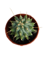 Ferocactus Glaucescens Inermis Cactus Ø5 Cm Planta