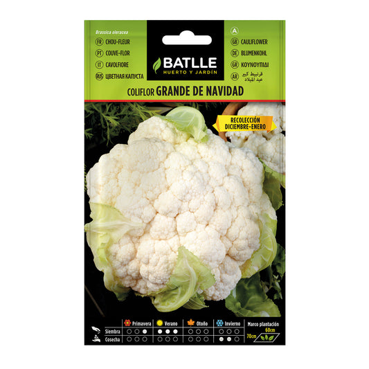 Semillas de Coliflor grande de Navidad Batlle
