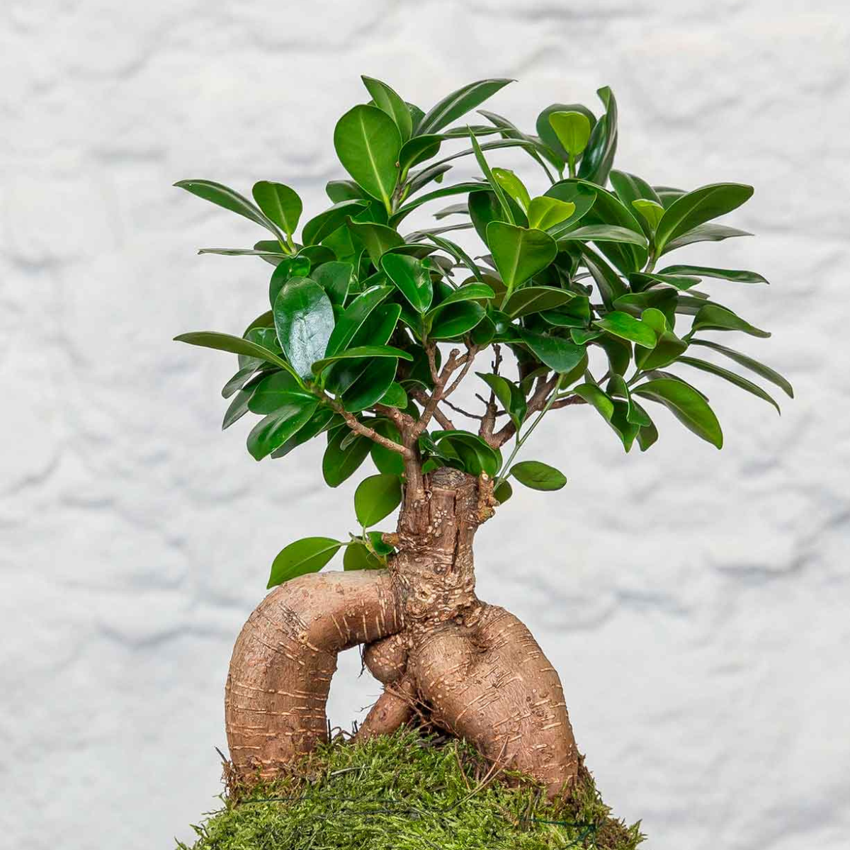 Kokedama Ficus Ginseng.