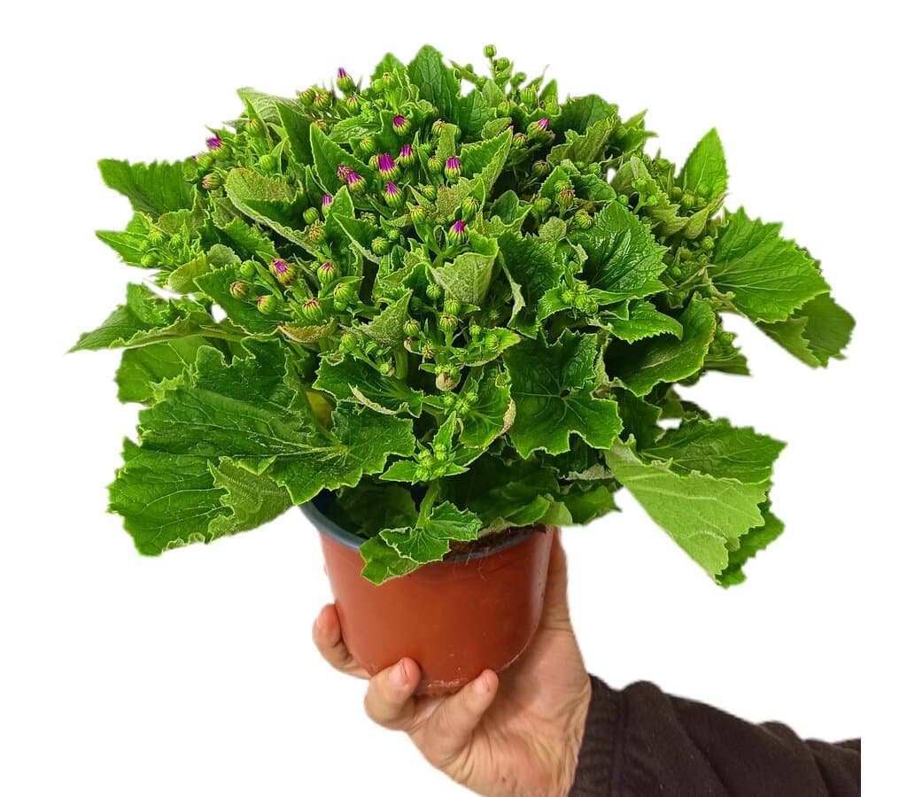 Cineraria Hibrida M14_0