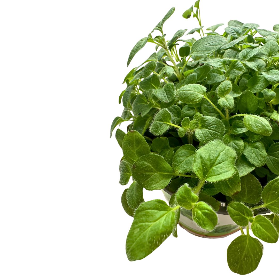 Orégano Planta Aromática Y Medicinal (origanum Vulgare)