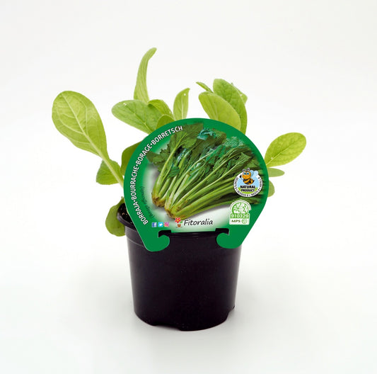 Plantón Borraja En Maceta 10,5 Cm. Natural - Fitoralia