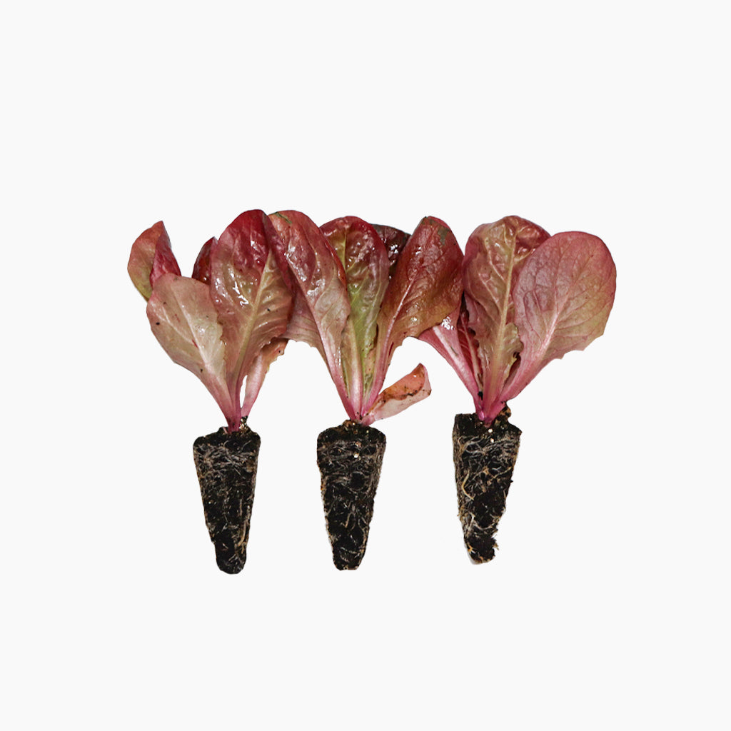 Plantón Lechuga Cuatro Estaciones - Plantabo.