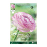 Bulbos Ranúnculo rosa 10 uds